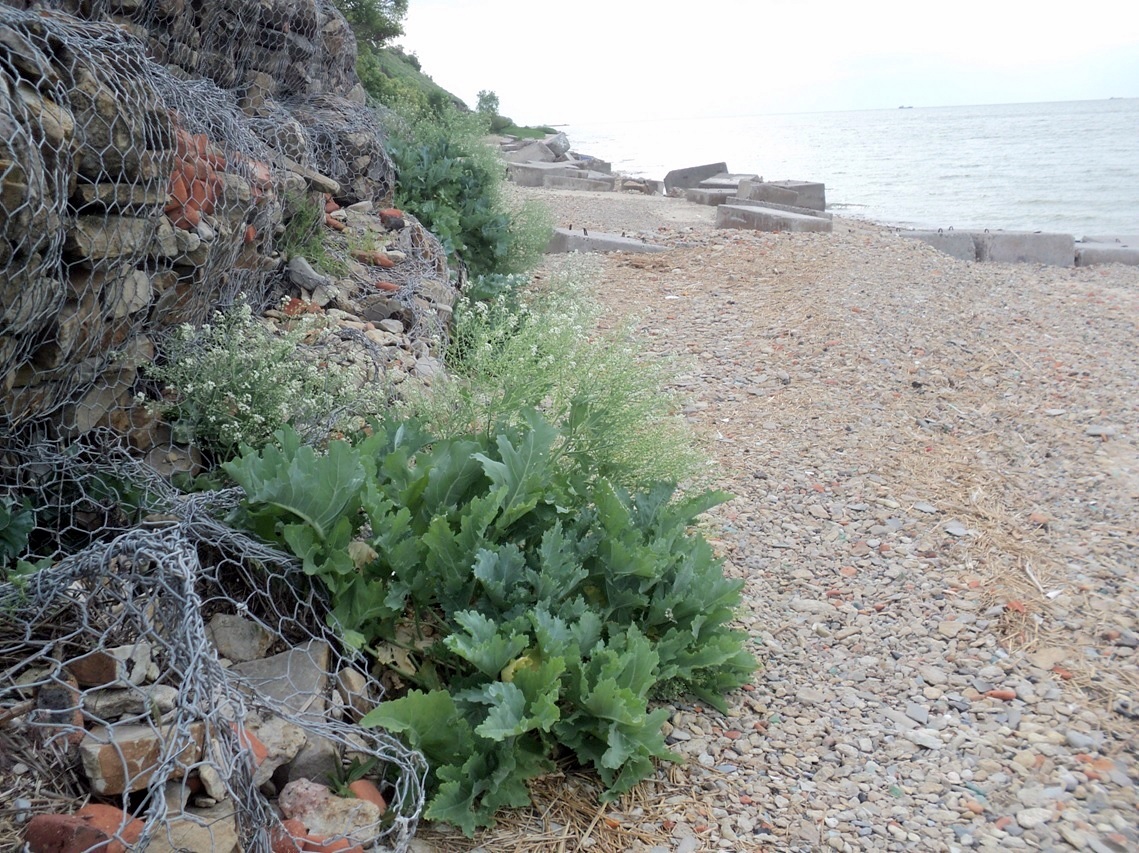 Изображение особи Crambe maritima.