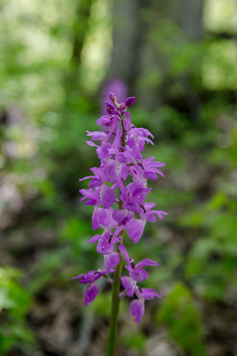 Изображение особи Orchis mascula.