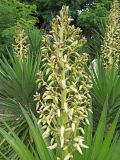 Yucca aloifolia