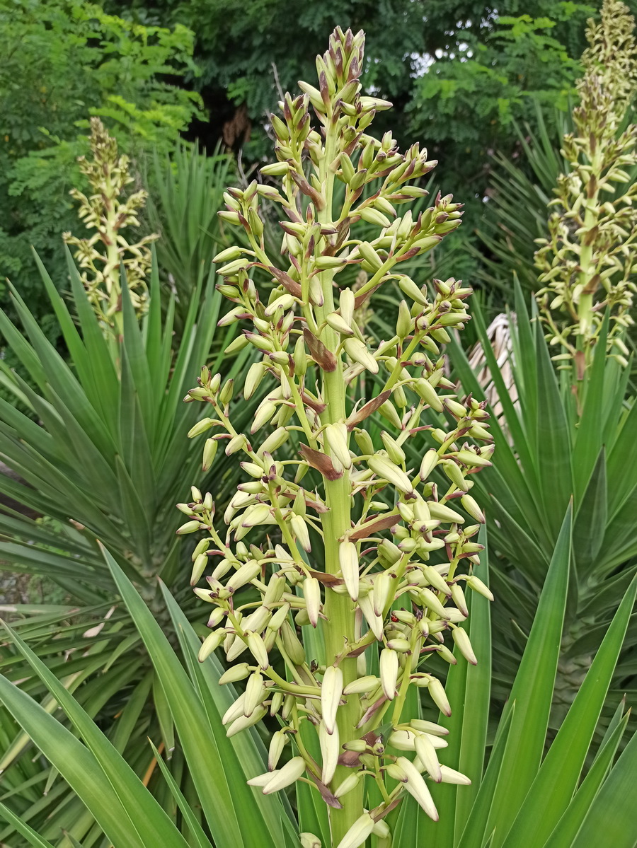 Изображение особи Yucca aloifolia.