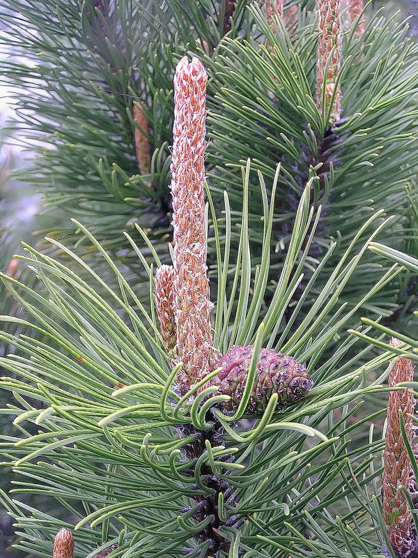 Image of Pinus mugo specimen.