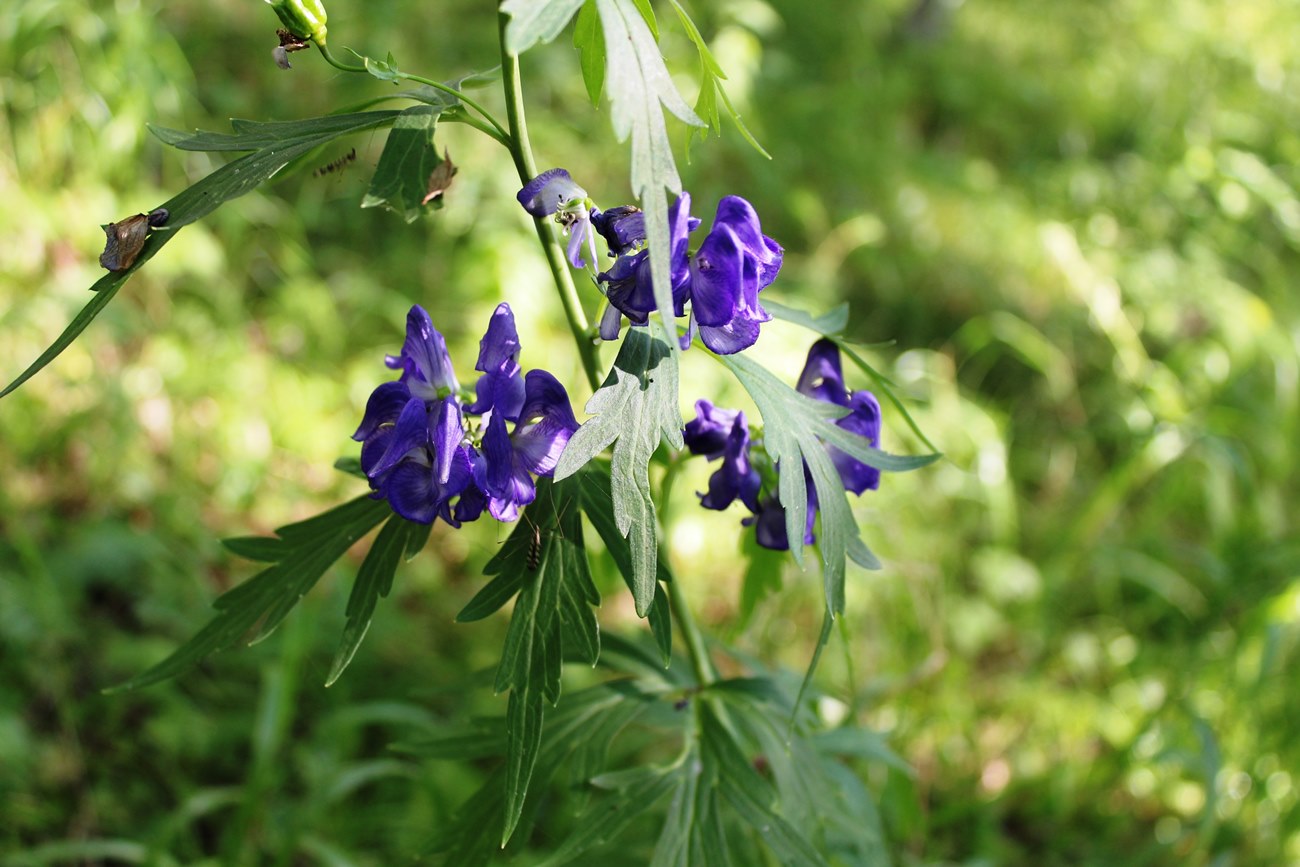 Aconitum napellus 30ch para que sirve