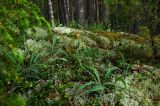 Scorzonera glabra. Отцветшие растения. Свердловская обл., Карпинский ГО, долина р. Каква, вершина Мелехинского Камня, разреженный сосновый бор, беломшанник. 9 июня 2023 г.