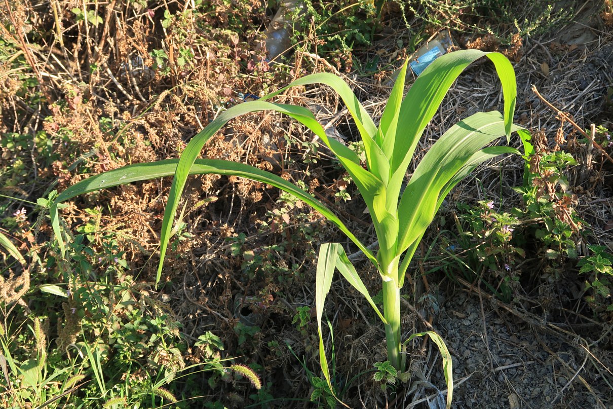 Image of Zea mays specimen.