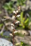 Pyrola rotundifolia