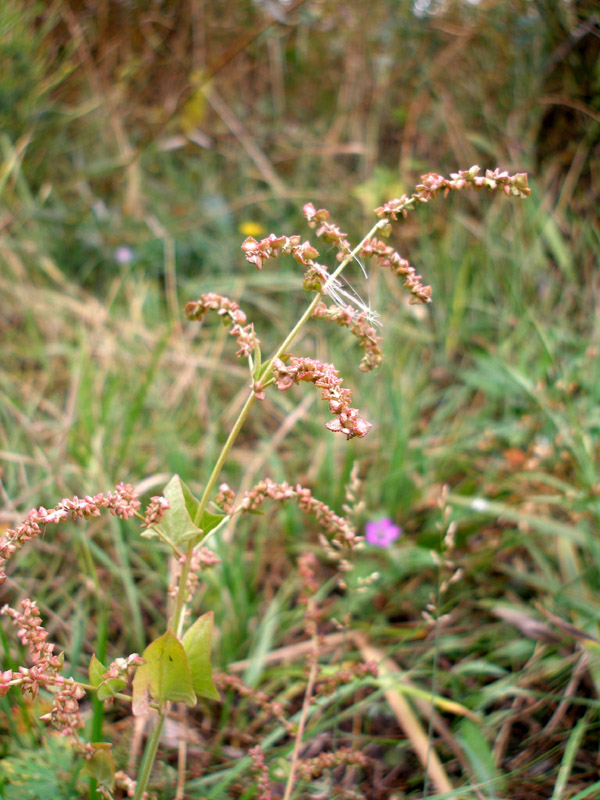 Image of Atriplex prostrata specimen.