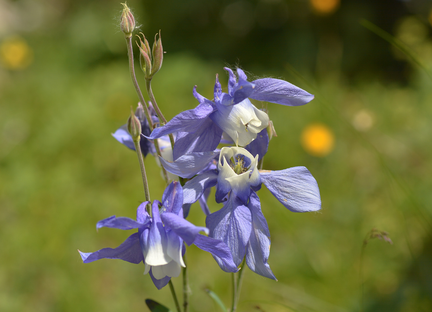 Изображение особи Aquilegia olympica.