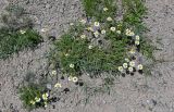 Richteria pyrethroides