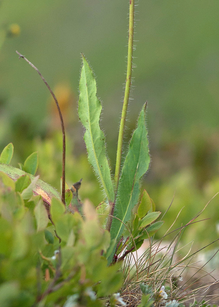 Изображение особи род Hieracium.