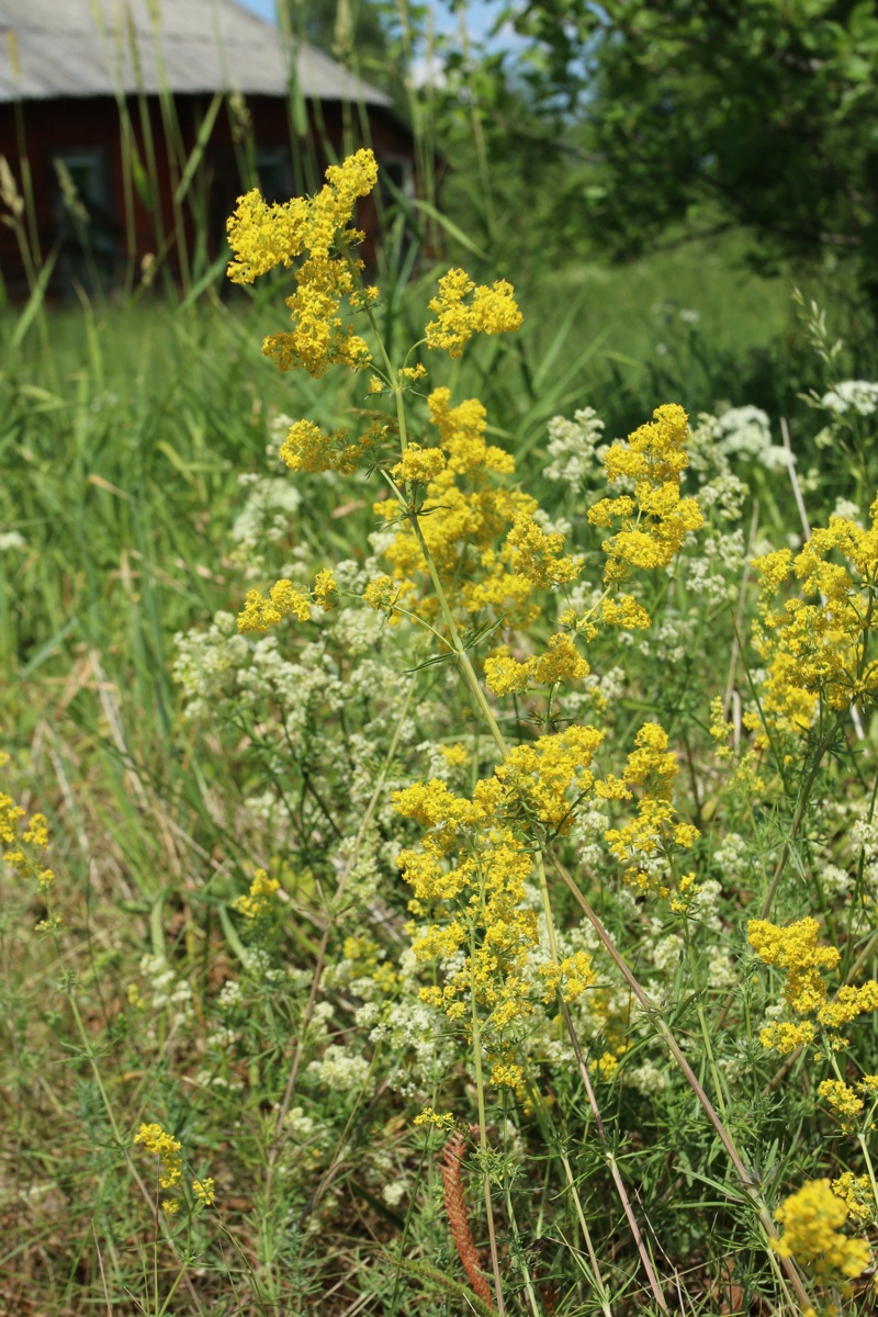 Изображение особи Galium verum.