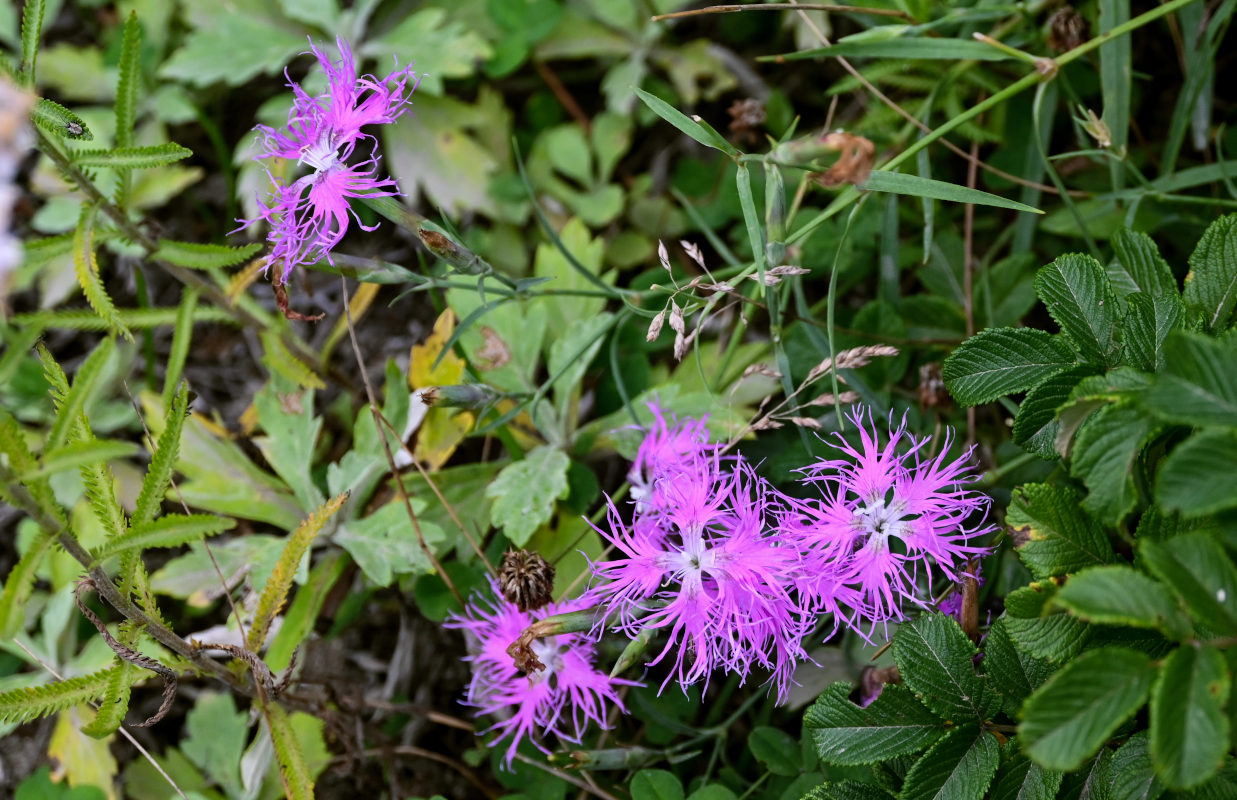 Изображение особи Dianthus superbus.