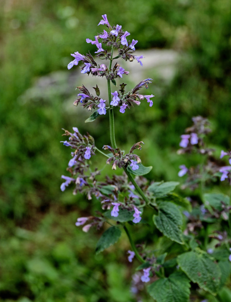 Image of Nepeta formosa specimen.