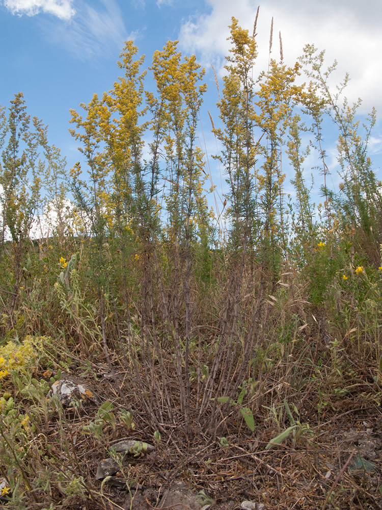 Image of Galium verum specimen.