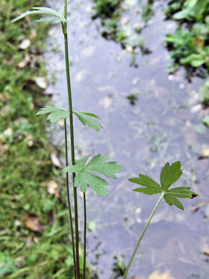 Image of Ranunculus propinquus specimen.