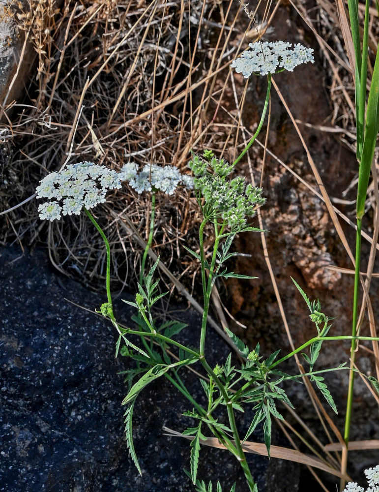 Image of Torilis arvensis specimen.