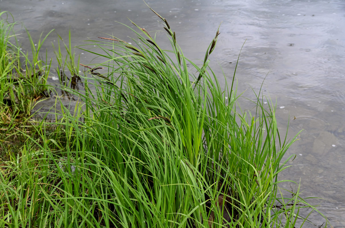 Image of Carex acuta specimen.