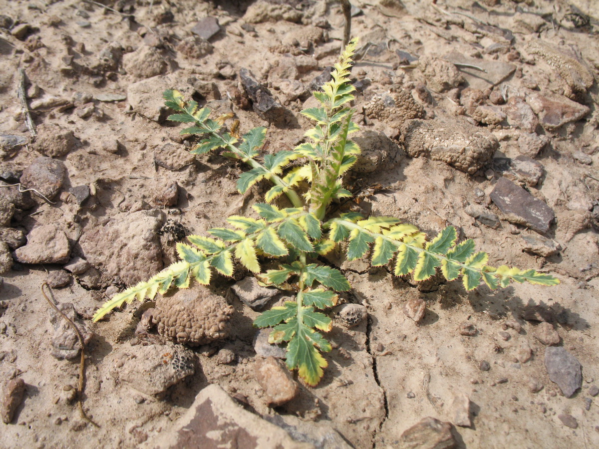 Image of Oedibasis apiculata specimen.