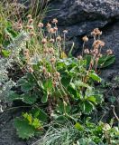 Potentilla megalantha