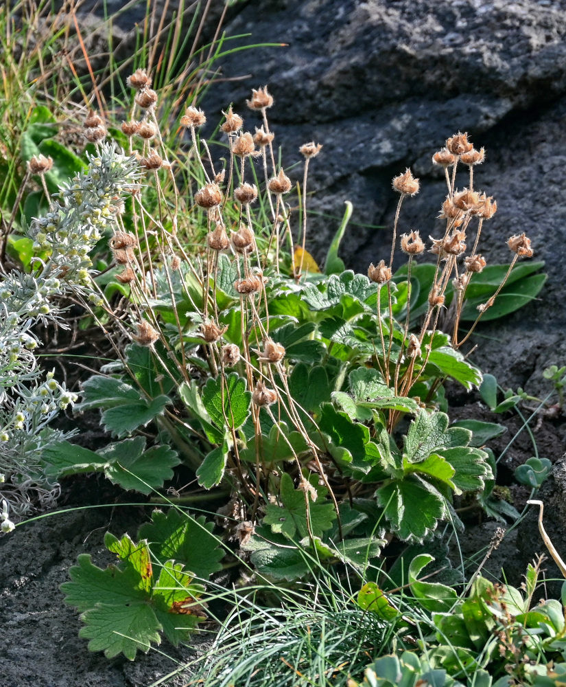 Image of Potentilla megalantha specimen.