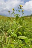 Crepis sibirica