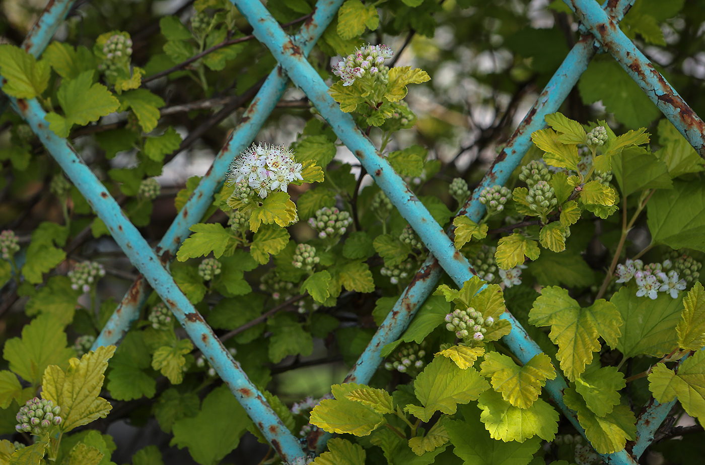 Изображение особи Physocarpus opulifolius.