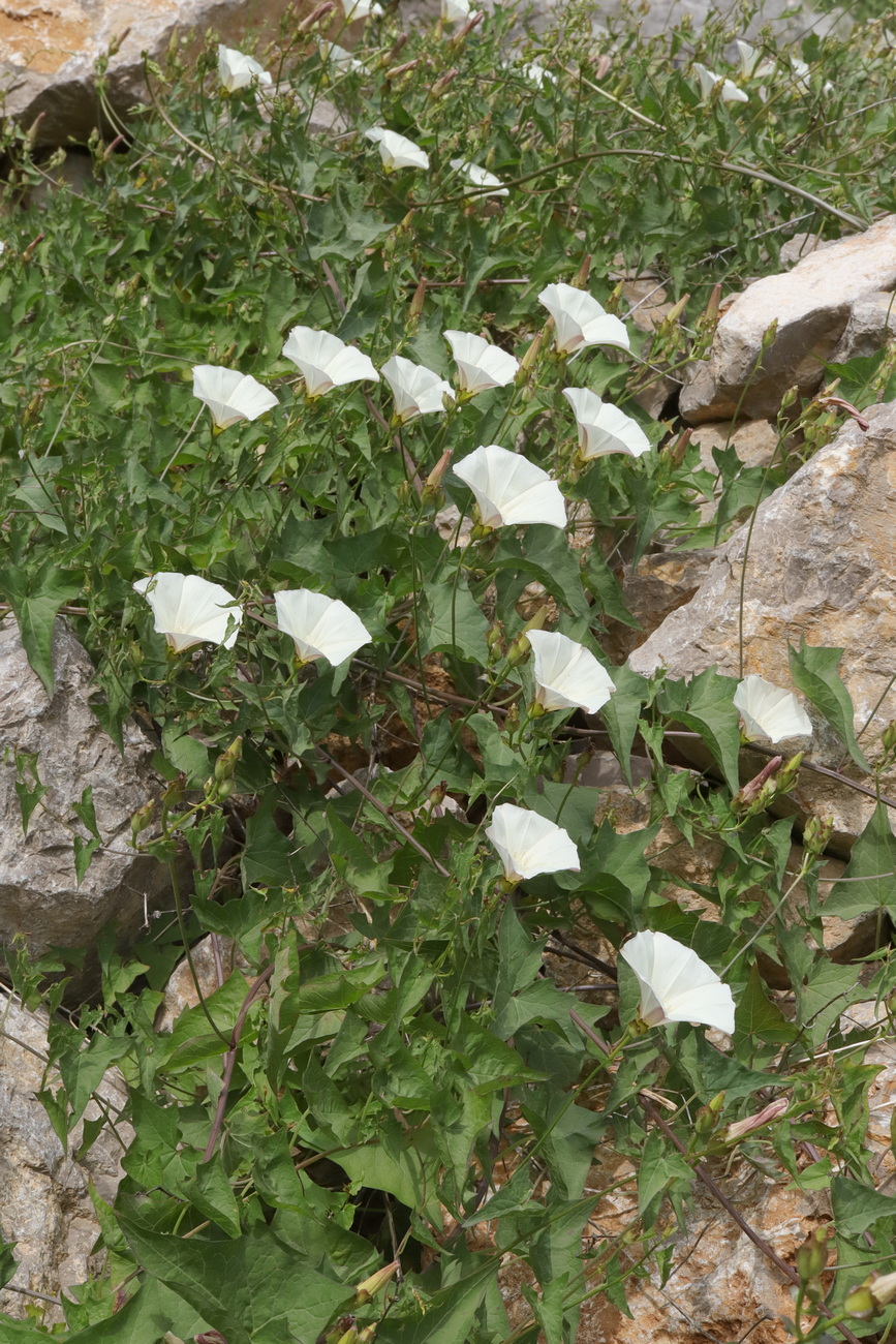 Image of Convolvulus scammonia specimen.
