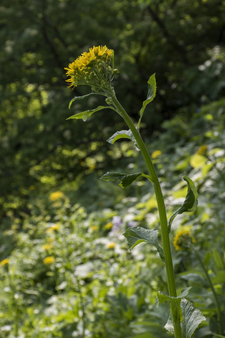 Изображение особи Tephroseris cladobotrys.