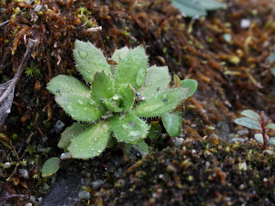 Image of Micranthes stellaris specimen.