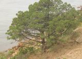 Juniperus excelsa. Дерево на приморском склоне. Южный берег Крыма, Балаклавский р-н, ур. Аязьма, можжевеловый лес. 16 августа 2019 г.