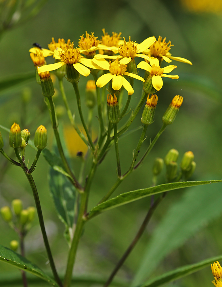 Изображение особи Senecio chassanicus.