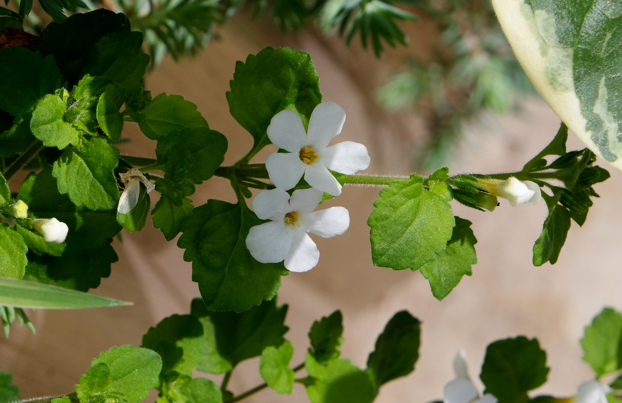 Изображение особи род Bacopa.