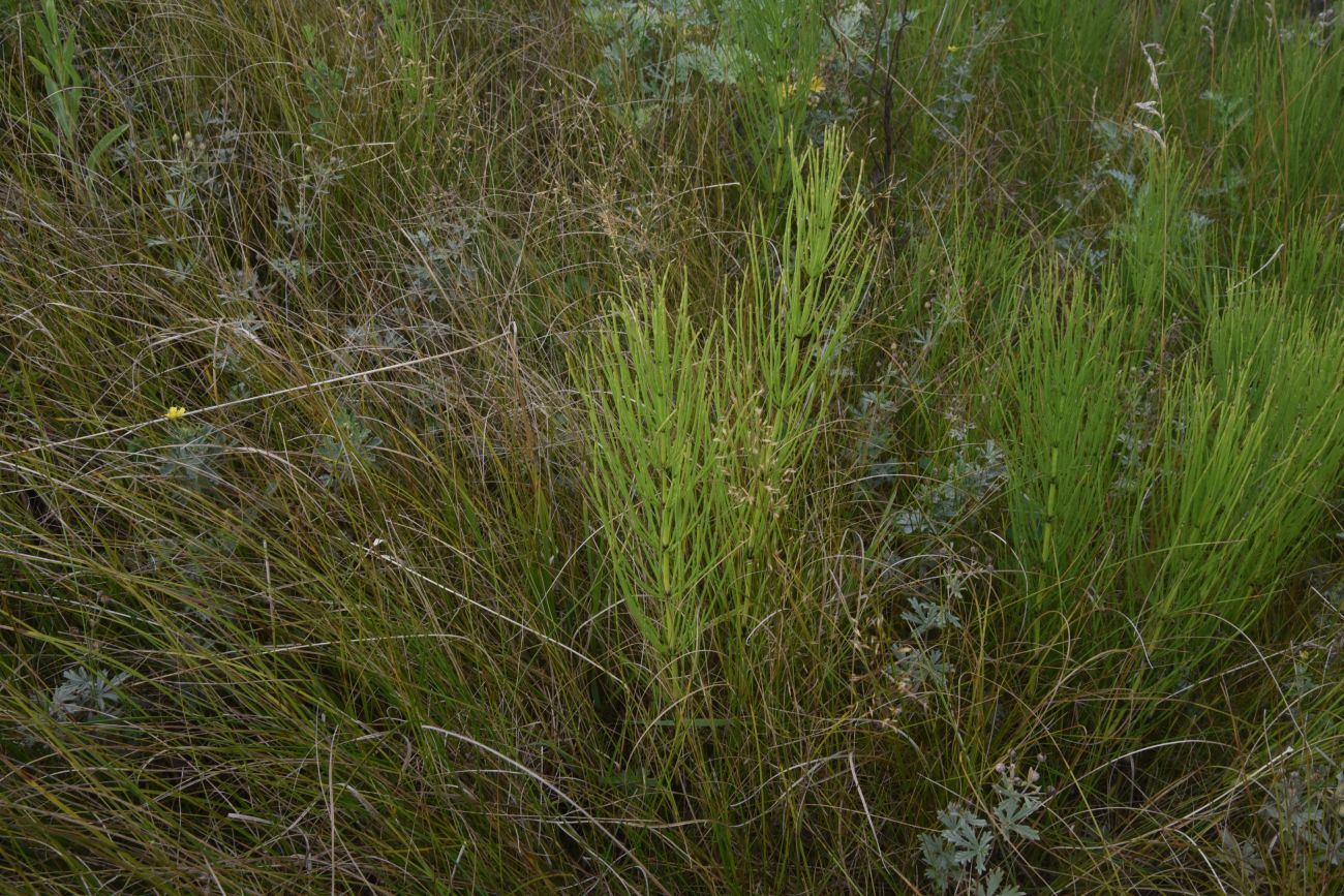 Image of Equisetum arvense specimen.