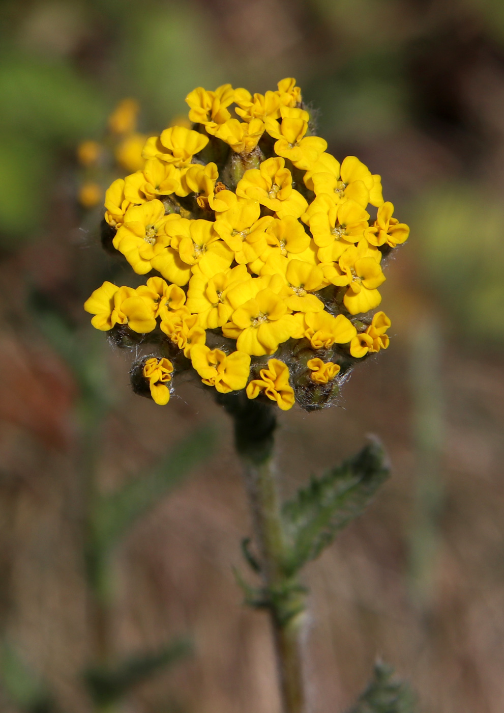 Image of Achillea tomentosa specimen.