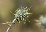 Echinops spinosissimus