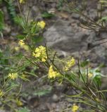 Sisymbrium loeselii