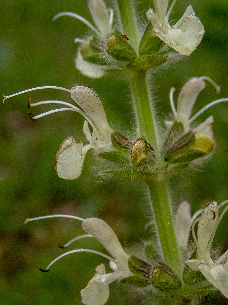 Image of Salvia austriaca specimen.