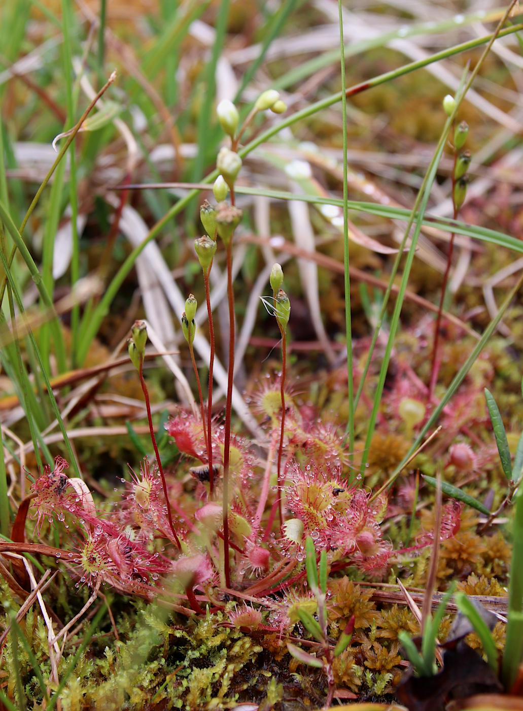 Изображение особи Drosera rotundifolia.