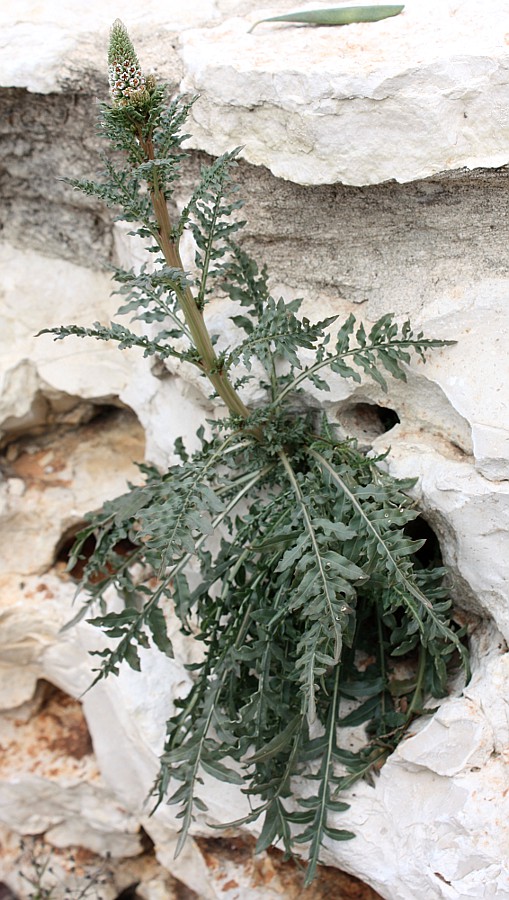 Image of Reseda alba specimen.