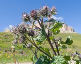genus Arctium