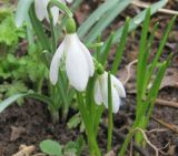 Galanthus nivalis