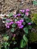 Cyclamen coum