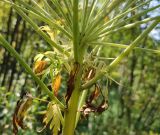 Pleurospermum uralense