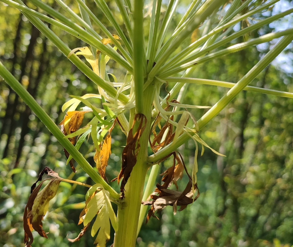 Изображение особи Pleurospermum uralense.