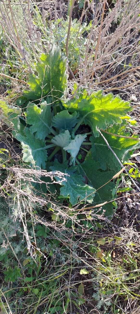 Image of Salvia aethiopis specimen.
