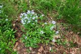 Myosotis sylvatica. Цветущие растения. Московская обл., Павлово-Посадский ГО, г. Электрогорск, ул. Ленина, периодически окашиваемый луг. 18.05.2025.