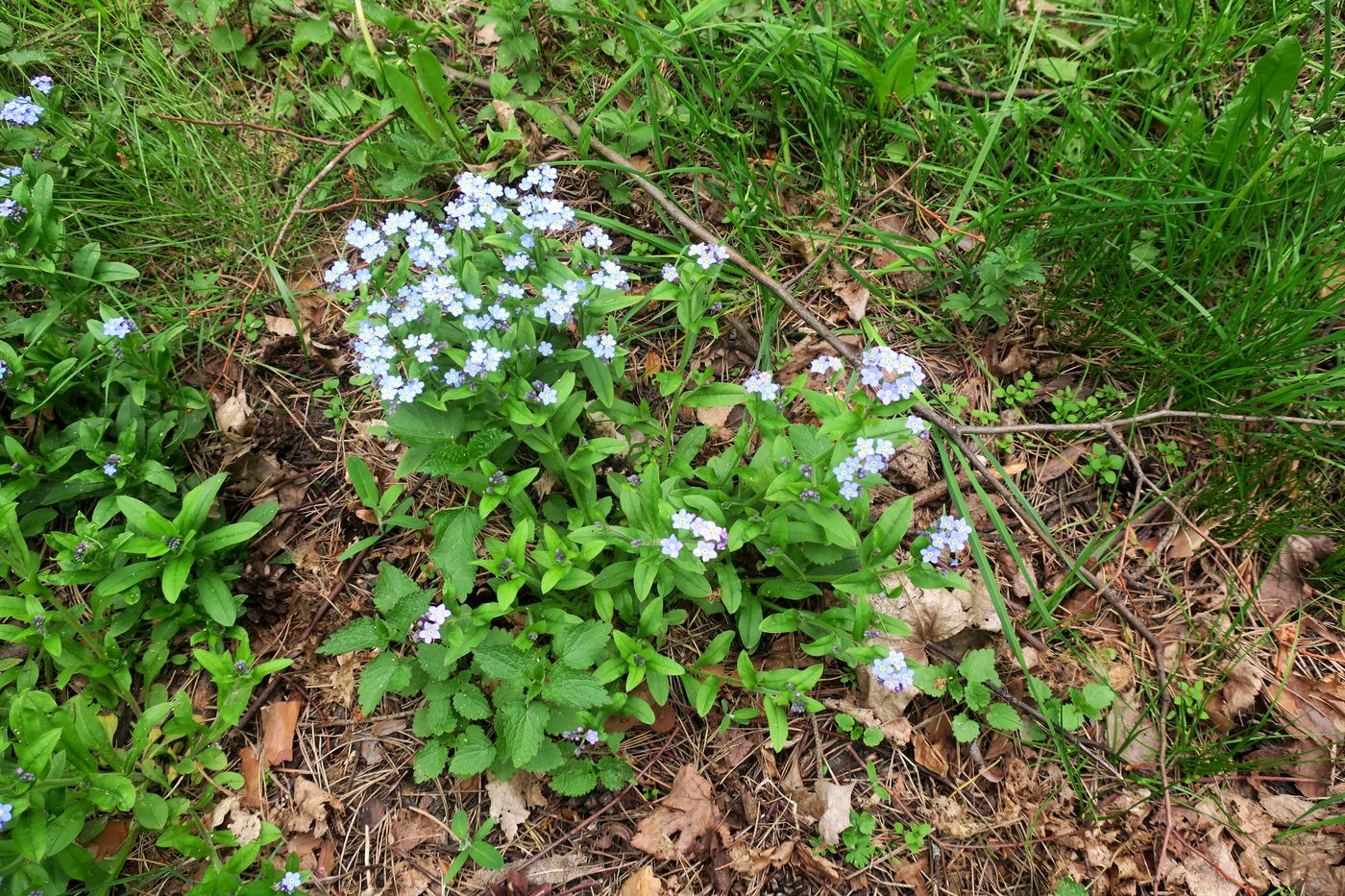 Image of Myosotis sylvatica specimen.
