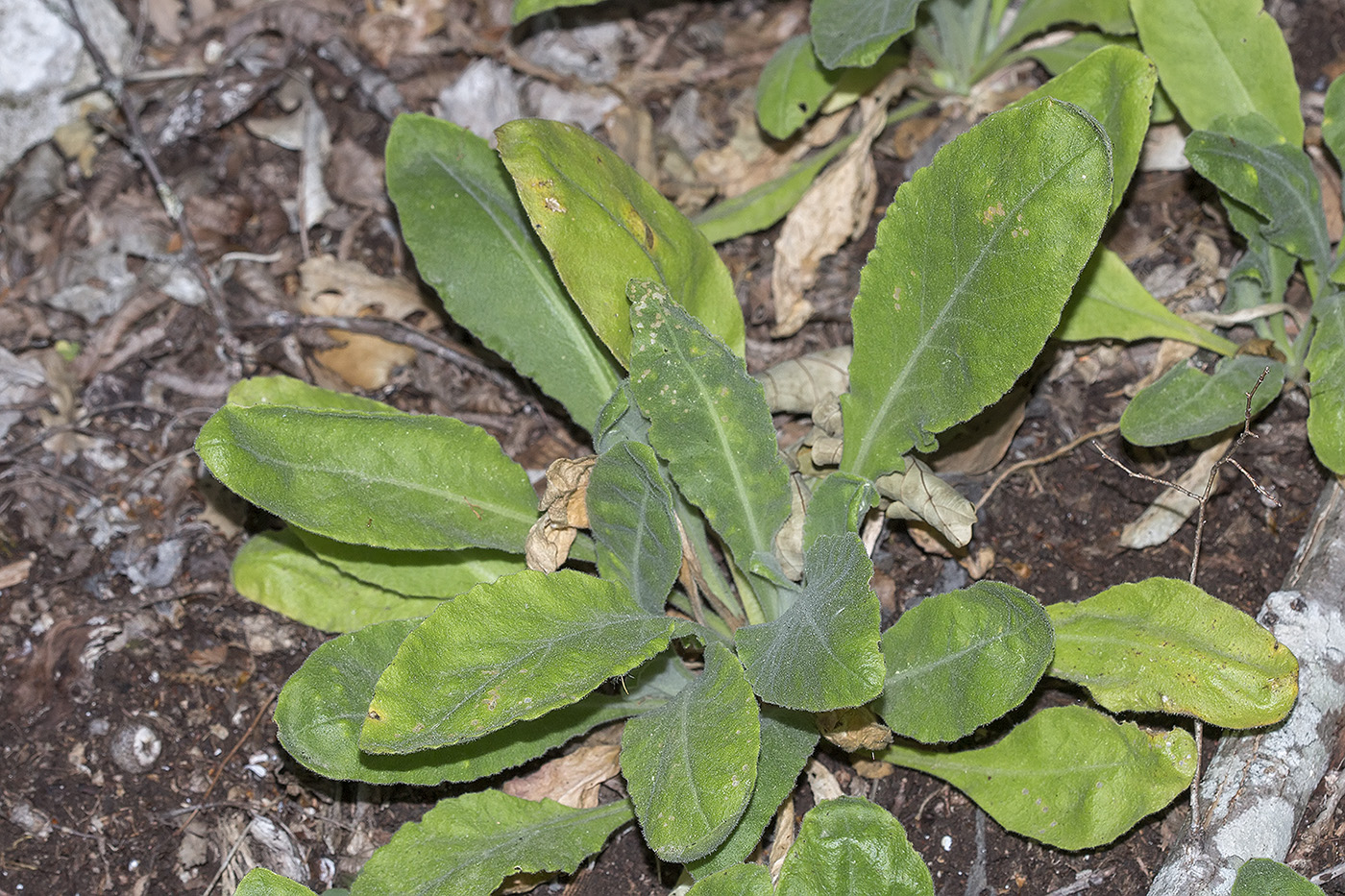 Image of Arabis turrita specimen.