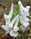 Corydalis solida