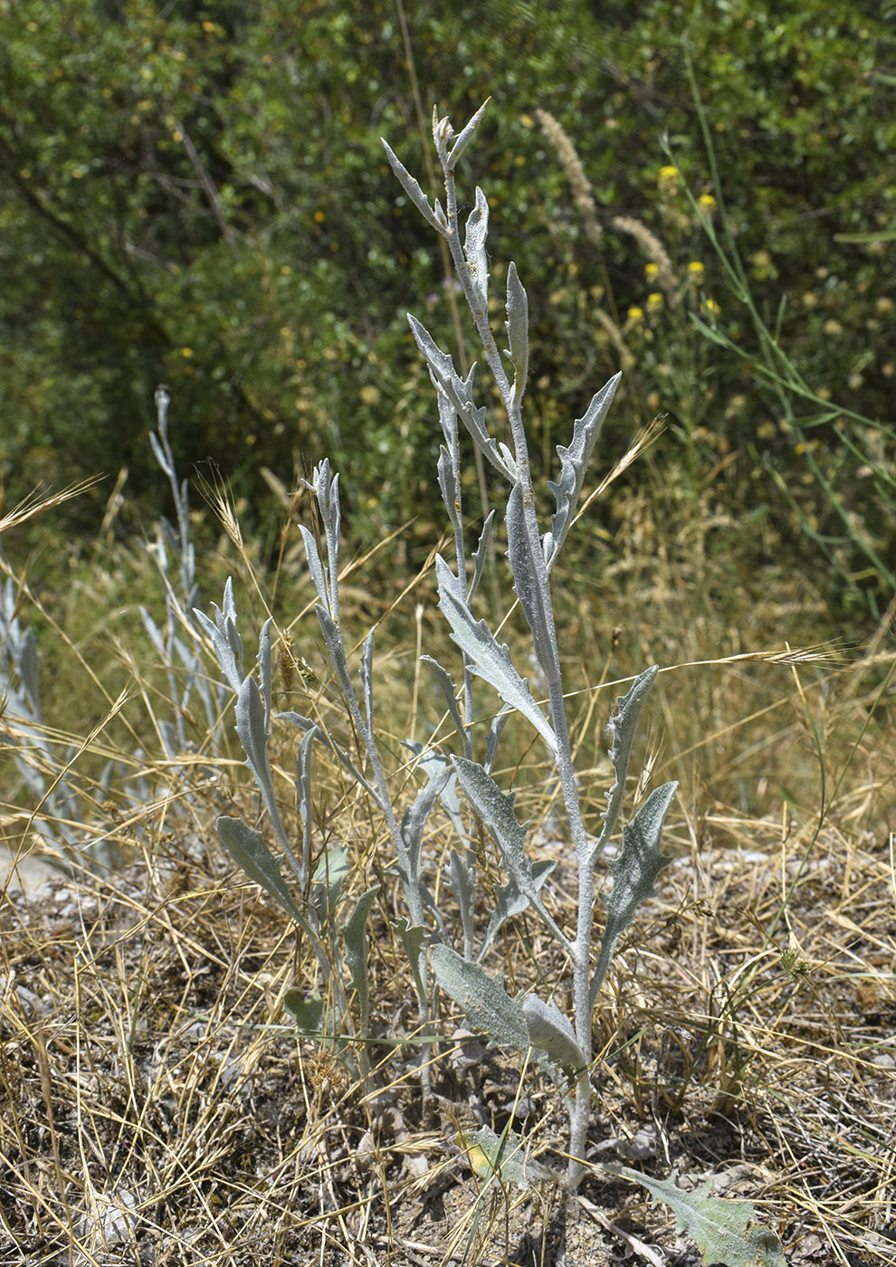 Image of Andryala ragusina specimen.