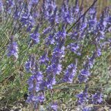 Veronica capsellicarpa. Соцветия. Волгоградская обл., Калачевский р-н, дол. р. Большая Голубая. 08.05.2022.